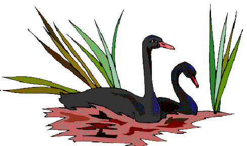 Black Swan Logo